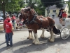 The Clykldesdales Always Impress